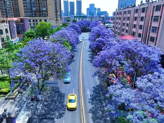 Grandi alberi in fiore