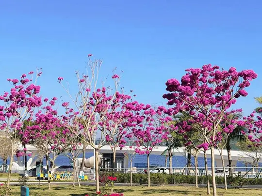 Alberi da fiore di medie dimensioni
