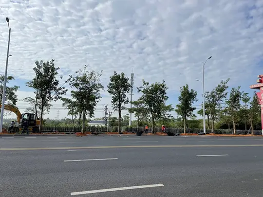 Alberi da ombra sempreverdi