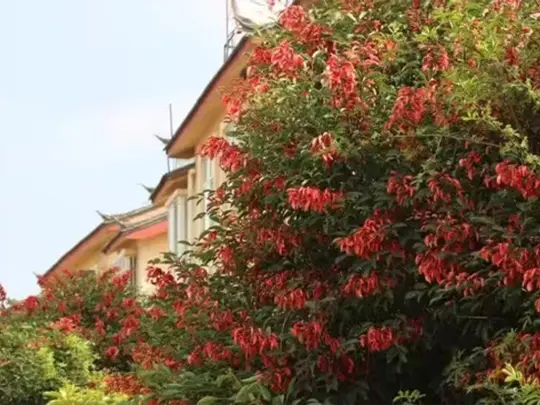Alberi da fiore unici