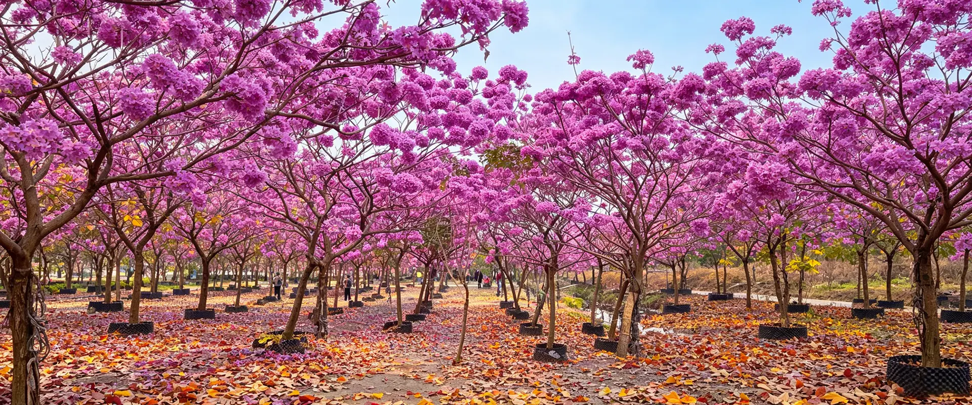 Fornitore della Cina Grandi alberi in fiore