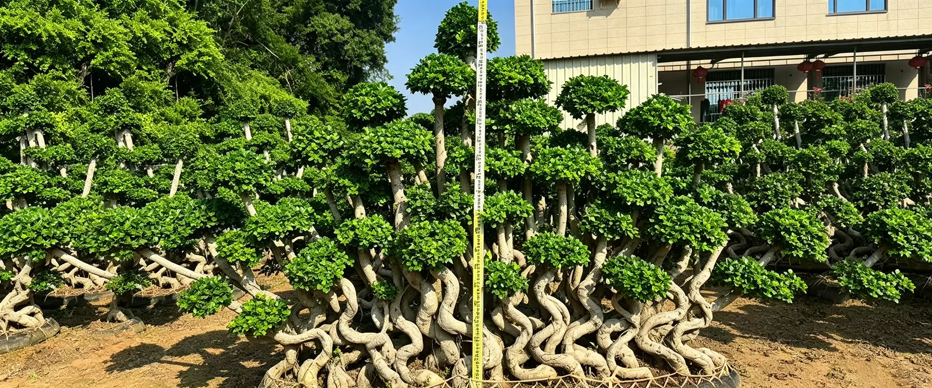 Fornitore cinese di alberi da ombra sempreverdi