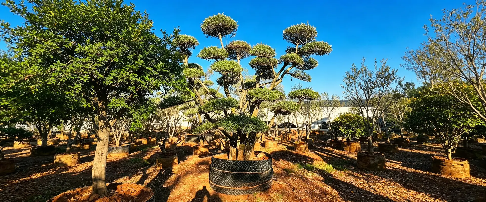 Alberi da fiore unici in vendita