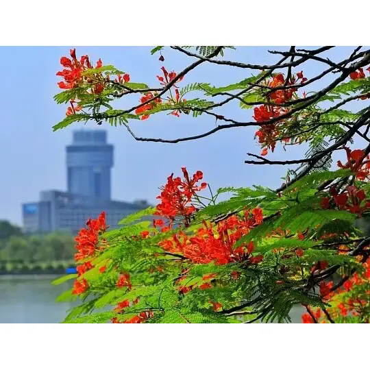 In che modo Royal Poinciana crea splendidi paesaggi tropicali? In che modo Royal Poinciana crea splendidi paesaggi tropicali?