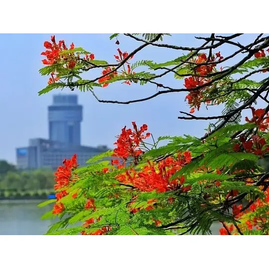 Perché i rivestimenti Royal Poinciana coltivati in container massimizzano il successo del paesaggio? Perché i rivestimenti Royal Poinciana coltivati in container massimizzano il successo del paesaggio?