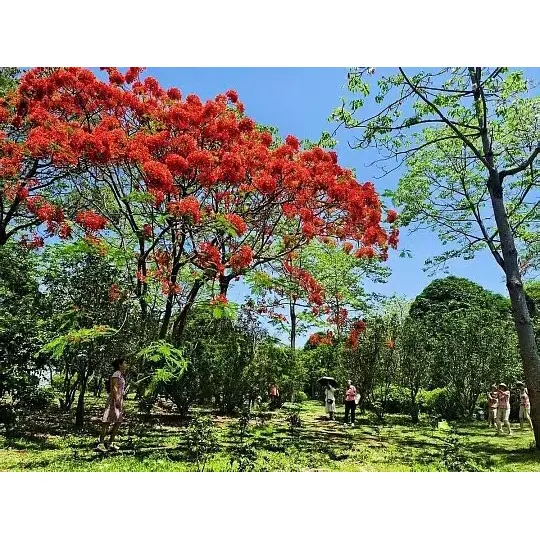 In che modo gli alberi di Poinciana reale in vaso espandono la portata del mercato per i grossisti di piante? In che modo gli alberi di Poinciana reale in vaso espandono la portata del mercato per i grossisti di piante?