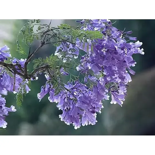 In che modo un albero di Jacaranda crea paesaggi meravigliosi e una bellezza duratura? In che modo un albero di Jacaranda crea paesaggi meravigliosi e una bellezza duratura?