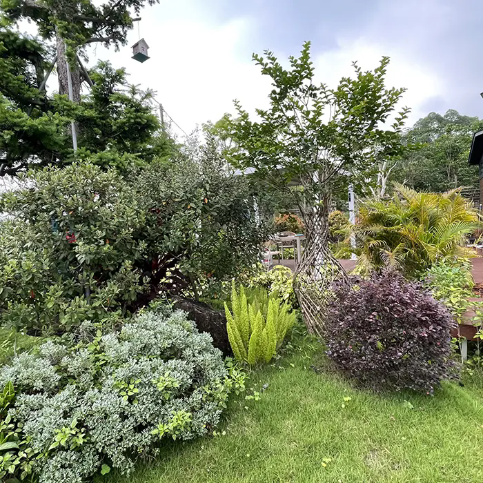 In che modo Crape Myrtle crea un paesaggio straordinario e che richiede poca manutenzione? In che modo Crape Myrtle crea un paesaggio straordinario e che richiede poca manutenzione?