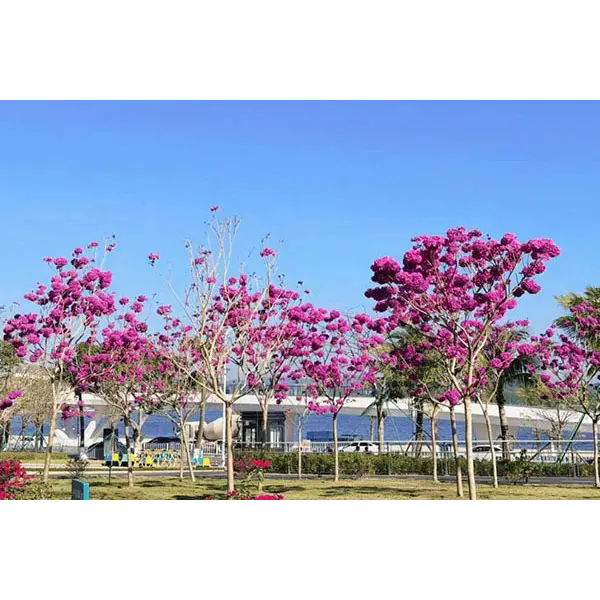 Cosa rende l'albero della tromba viola una scelta ideale per splendidi progetti paesaggistici? Cosa rende l'albero della tromba viola una scelta ideale per splendidi progetti paesaggistici?