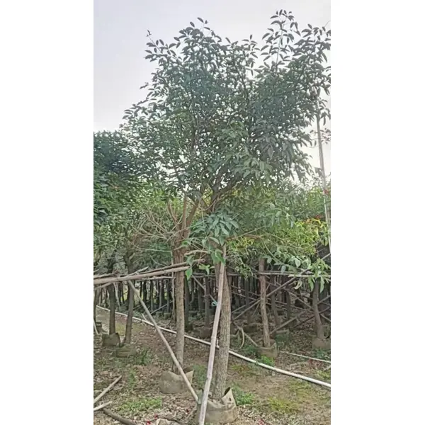 Fodere per alberi di corallo a cresta di gallo