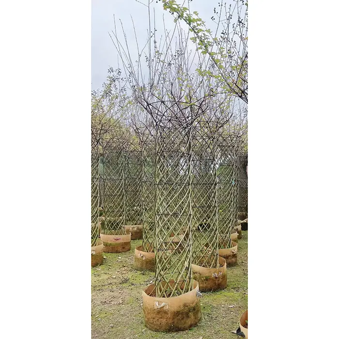 Albero dei bonsai di mirto crespo