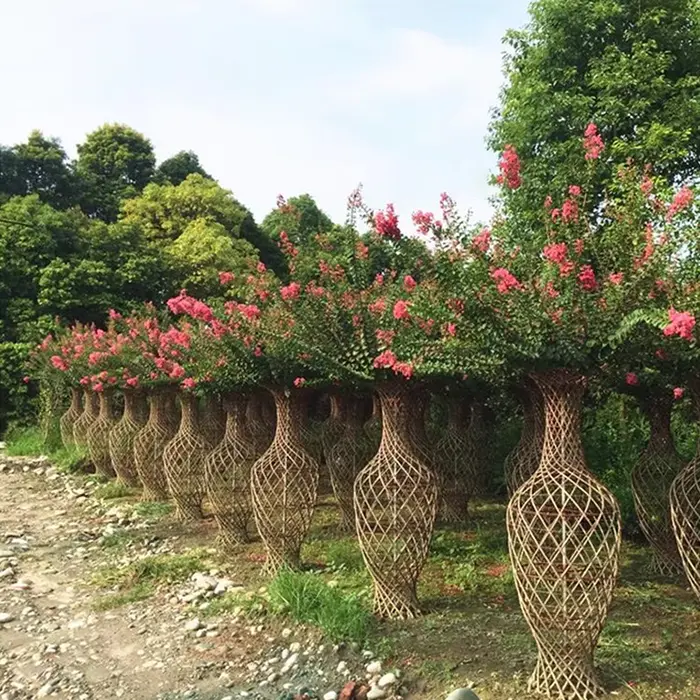 Alberi di Crape Myrtle Street