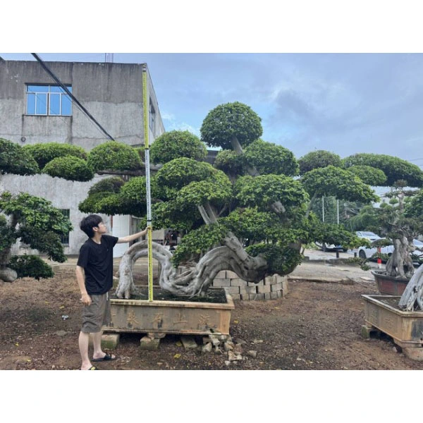 Bonsai di Ficus Microcarpa