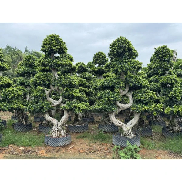 Fodere per Ficus microcarpa