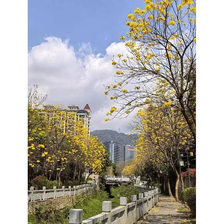 Alberi dorati della via della tromba