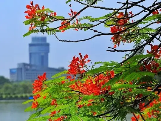 Specimen Royal Poinciana