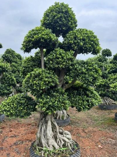 Ficus Microcarpa Bonsai Tree