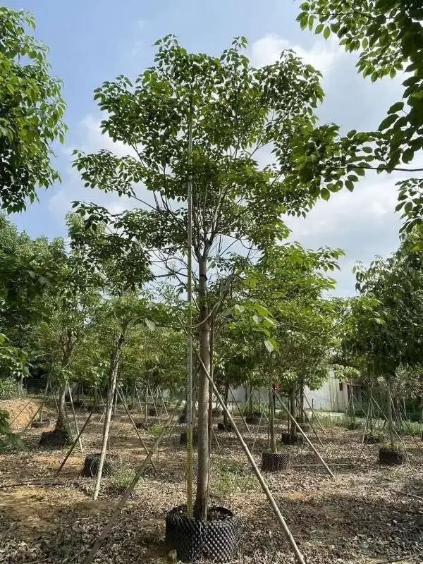 Purple Trumpet Tree Bonsai