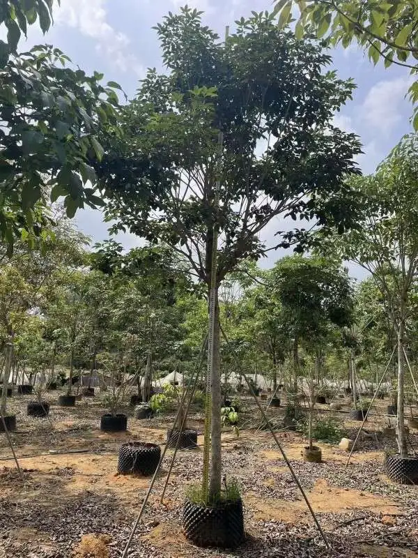 Purple Trumpet Tree Bonsai