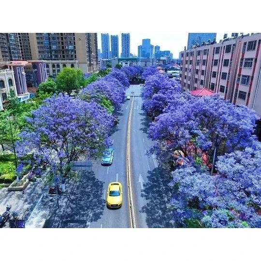 Alberi di Jacaranda Street