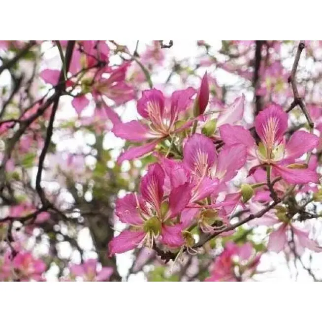 Liner per alberi di orchidee rosa