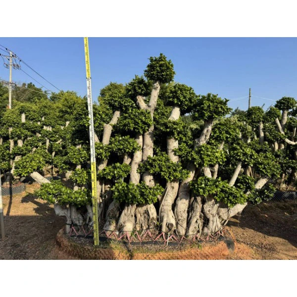 Esemplare di Ficus microcarpa Albero