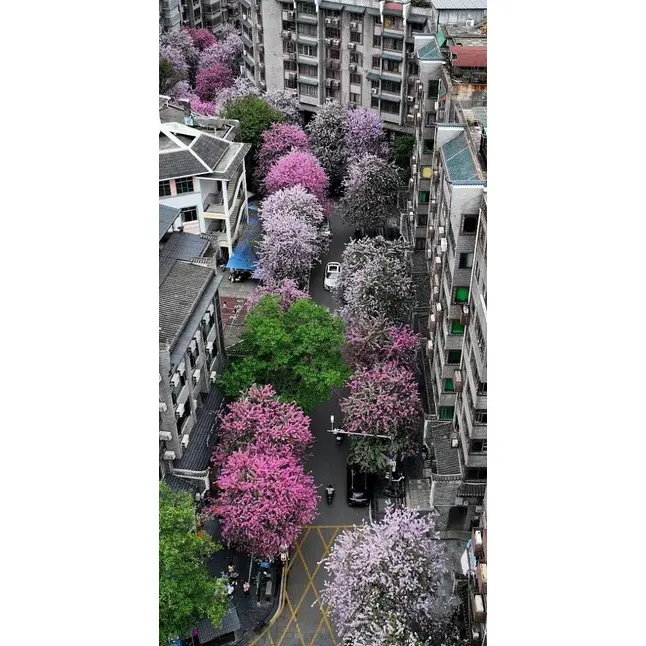 Esempio di albero di orchidea rosa