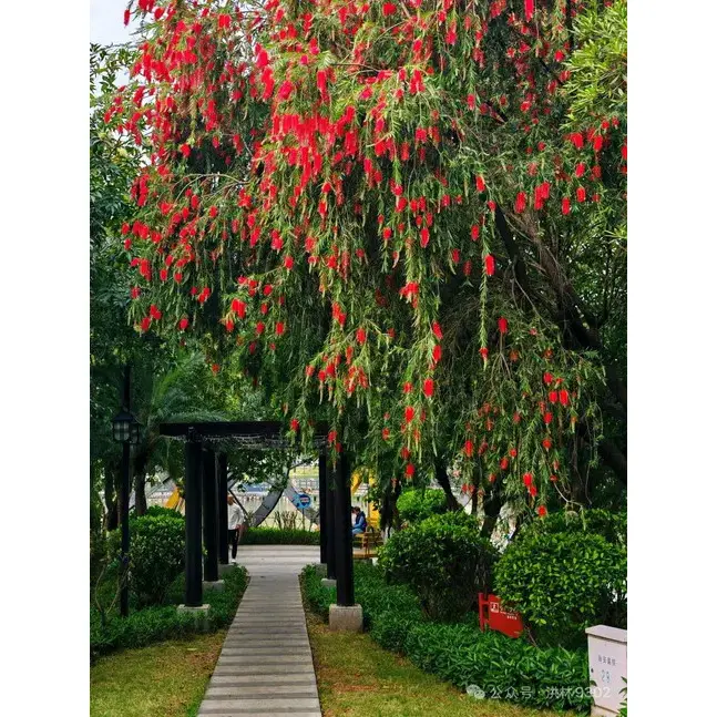 Campione di albero di scovolino da bottiglia piangente Campione di albero di scovolino da bottiglia piangente