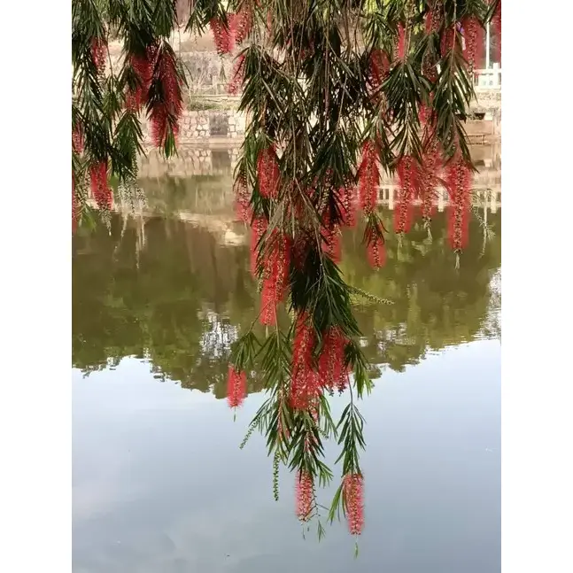 Campione di albero di scovolino da bottiglia piangente